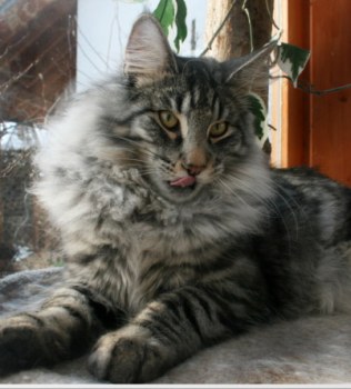 norvegien black silver tabby 